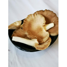 100克g 鲍鱼菇 Oyster Mushroom